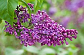 SYRINGA VULGARIS ARCH MCKEAN