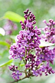 SYRINGA VULGARIS FERNAND PEGOT