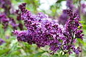 SYRINGA VULGARIS FERNAND PEGOT