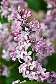 SYRINGA VULGARIS PEARL MARTIN