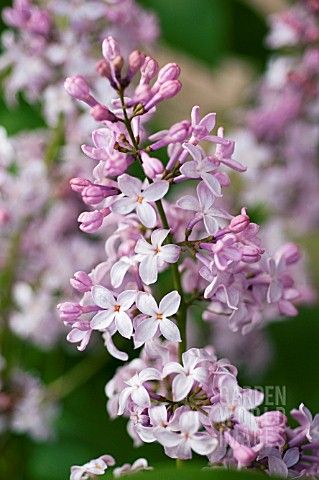 SYRINGA_VULGARIS_PEARL_MARTIN