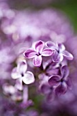 SYRINGA X HYACINTHIFLORA POCOHONTAS