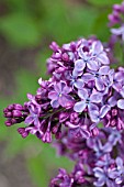 SYRINGA VULGARIS MONGE