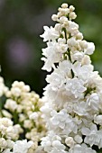 SYRINGA VULGARIS ST. JOAN, ST. JOAN LILAC