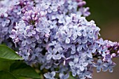 SYRINGA VULGARIS FIRMAMENT