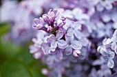 SYRINGA VULGARIS FIRMAMENT