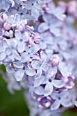 SYRINGA VULGARIS MME CHARLES SOUCHET