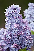 SYRINGA VULGARIS MME CHARLES SOUCHET