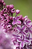 SYRINGA VULGARIS SENSATION