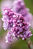 SYRINGA VULGARIS PRESIDENT POINCARE