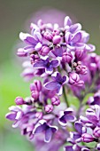 SYRINGA VULGARIS ALBERT F. HOLDEN