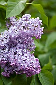 SYRINGA VULGARIS ROUSSEAU