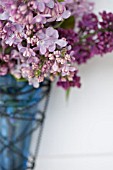 SYRINGA VULGARIS, BOUQUET IN SPRING