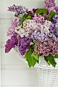 SYRINGA VULGARIS, BOUQUET IN SPRING