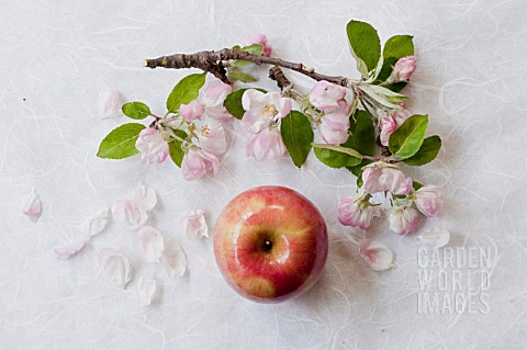APPLE_BLOSSOMS_MALUS_IN_STILL_LIFE_WITH_APPLE
