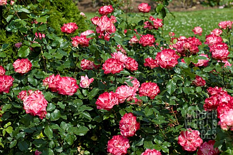 ROSA_CHERRY_PARFAIT
