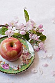 APPLE BLOSSOMS (MALUS) IN STILL LIFE WITH APPLE