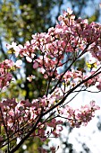 CORNUS FLORIDA RUBRA