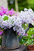 SYRINGA VULGARIS, COMMON LILAC, IN OLD WATERING CAN