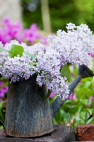 SYRINGA_VULGARIS_COMMON_LILAC_IN_OLD_WATERING_CAN