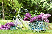 SYRINGA VULGARIS, COMMON LILAC, IN BICYCLE GARDEN PLANTER