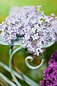 SYRINGA VULGARIS, COMMON LILAC, IN BICYCLE GARDEN PLANTER