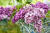 SYRINGA VULGARIS, COMMON LILAC, IN BICYCLE GARDEN PLANTER