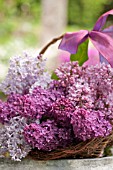 SYRINGA VULGARIS, COMMON LILAC, IN BASKET