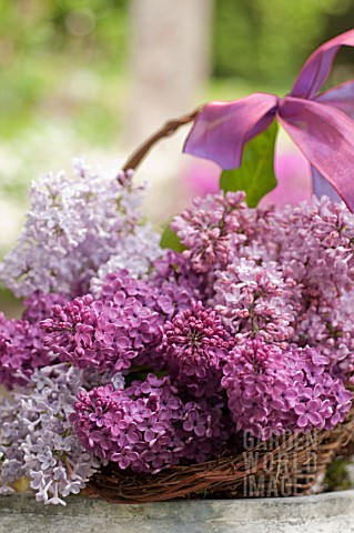 SYRINGA_VULGARIS_COMMON_LILAC_IN_BASKET