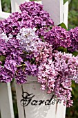 SYRINGA VULGARIS, COMMON LILAC, IN WHITE BUCKET ON WHITE PICKET FENCE