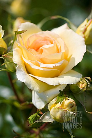 ROSA_EUREKA