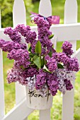 SYRINGA VULGARIS, COMMON LILAC, IN WHITE BUCKET ON WHITE PICKET FENCE