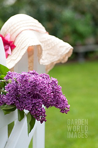 SYRINGA_VULGARIS_COMMON_LILAC_ON_WHITE_PICKET_FENCE_WITH_SUN_HAT