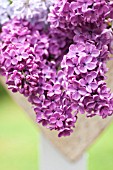 SYRINGA VULGARIS, COMMON LILAC, IN CONTAINER