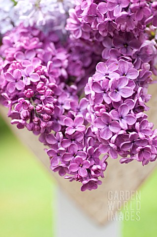 SYRINGA_VULGARIS_COMMON_LILAC_IN_CONTAINER
