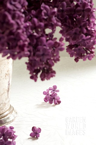 SYRINGA_VULGARIS_COMMON_LILAC_IN_CONTAINER