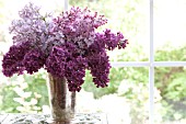 SYRINGA VULGARIS, COMMON LILAC, IN CONTAINER