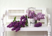 SYRINGA VULGARIS, COMMON LILAC, IN WOODEN BUCKET ON WHITE PORCH BENCH