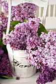 SYRINGA VULGARIS, COMMON LILAC, IN WOODEN BUCKET ON WHITE PORCH BENCH