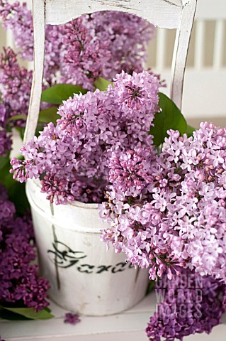 SYRINGA_VULGARIS_COMMON_LILAC_IN_WOODEN_BUCKET_ON_WHITE_PORCH_BENCH