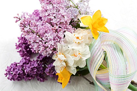 SPRING_BOUQUET_OF_SYRINGA_VULGARIS__MALUS_BLOSSOM_NARCISSUS_SWEETNESS_NARCISSUS_CHEERFULNESS_AND_NAR
