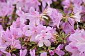 RHODODENDRON (AZALEA) JOSEPH HAYDN