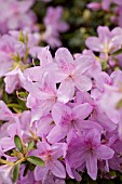 RHODODENDRON (AZALEA) JOSEPH HAYDN