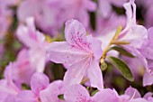 RHODODENDRON (AZALEA) JOSEPH HAYDN