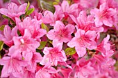 RHODODENDRON (AZALEA) CLEOPATRA