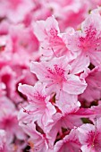 RHODODENDRON (AZALEA) REFRAIN