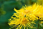 INULA MAGNIFICA