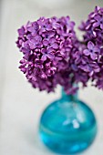 SYRINGA VULGARIS IN TURQUOISE GLASS VASE