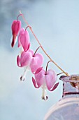 DICENTRA SPECTABILIS IN VASE