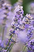 LAVANDULA ANGUSTIFOLIA VICTORIAN AMETHYST